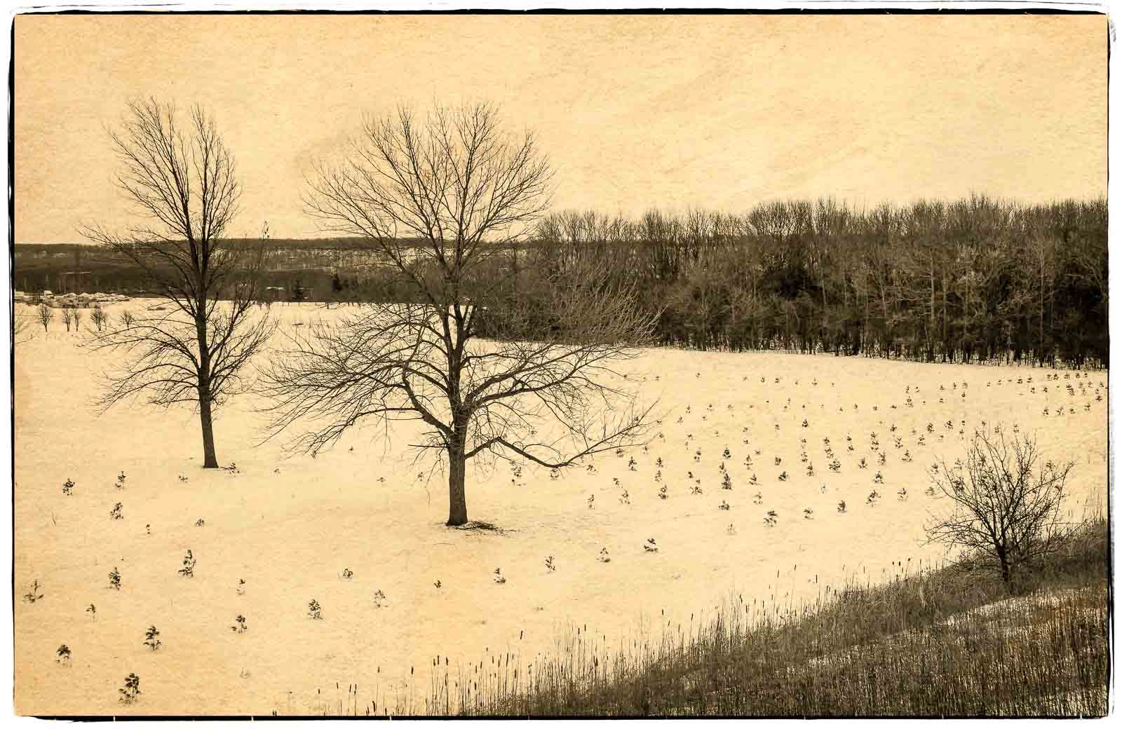 Sony Alpha DSLR-A500 sample photo. Saplings in winter. photography