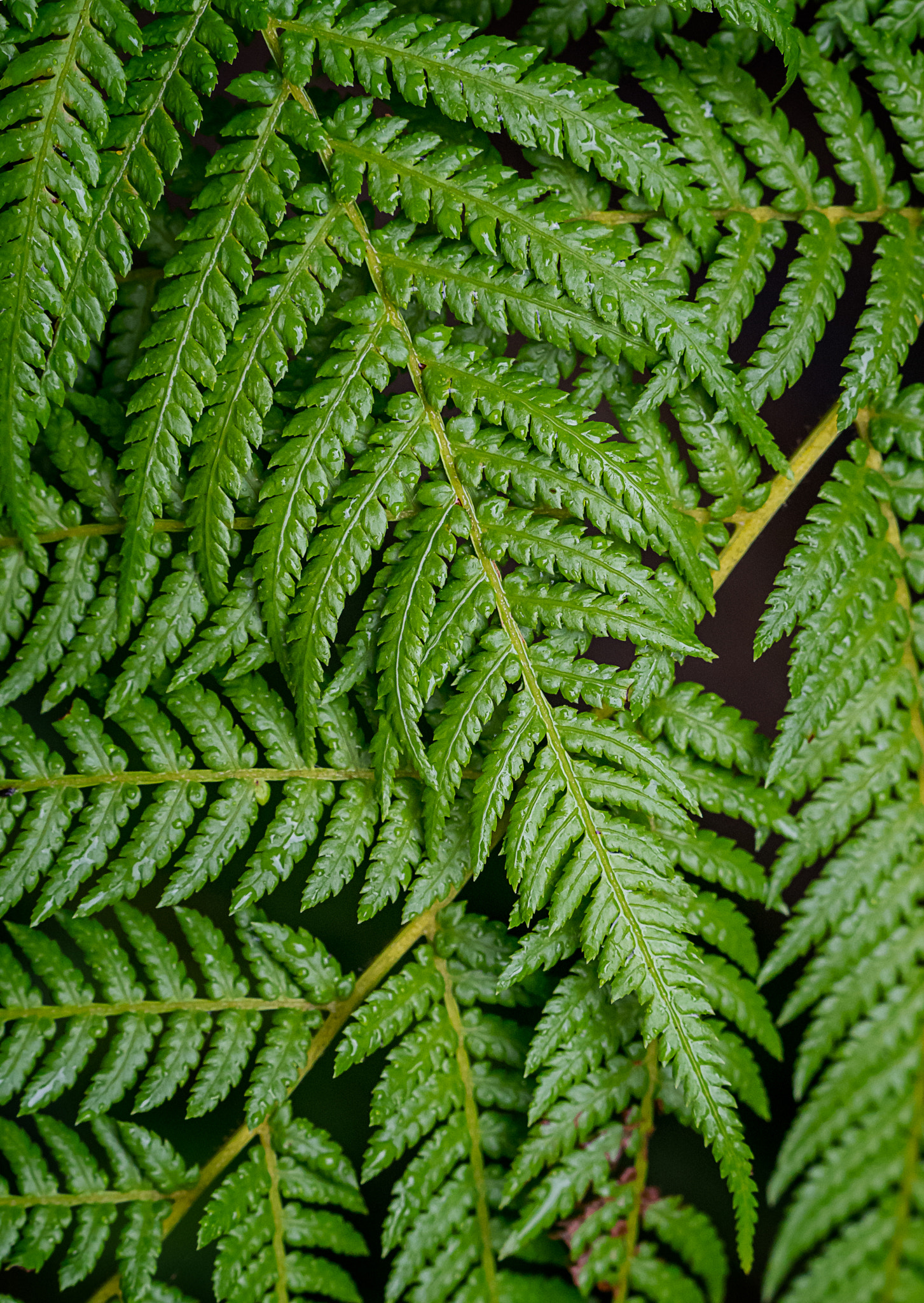 Olympus OM-D E-M10 + Olympus M.Zuiko Digital ED 40-150mm F2.8 Pro sample photo. Ferns photography