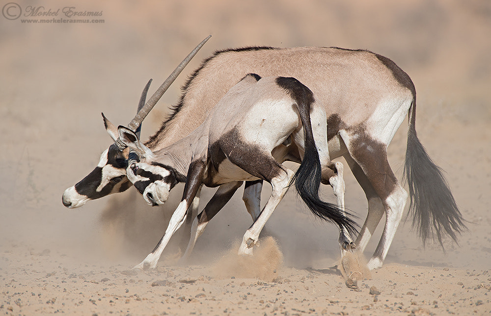 Nikon AF-S Nikkor 400mm F2.8G ED VR II sample photo. Clash of horns photography