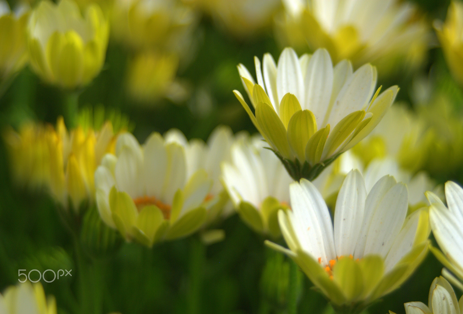 Sigma 28-90mm F3.5-5.6 Macro sample photo. Yellow daisies photography