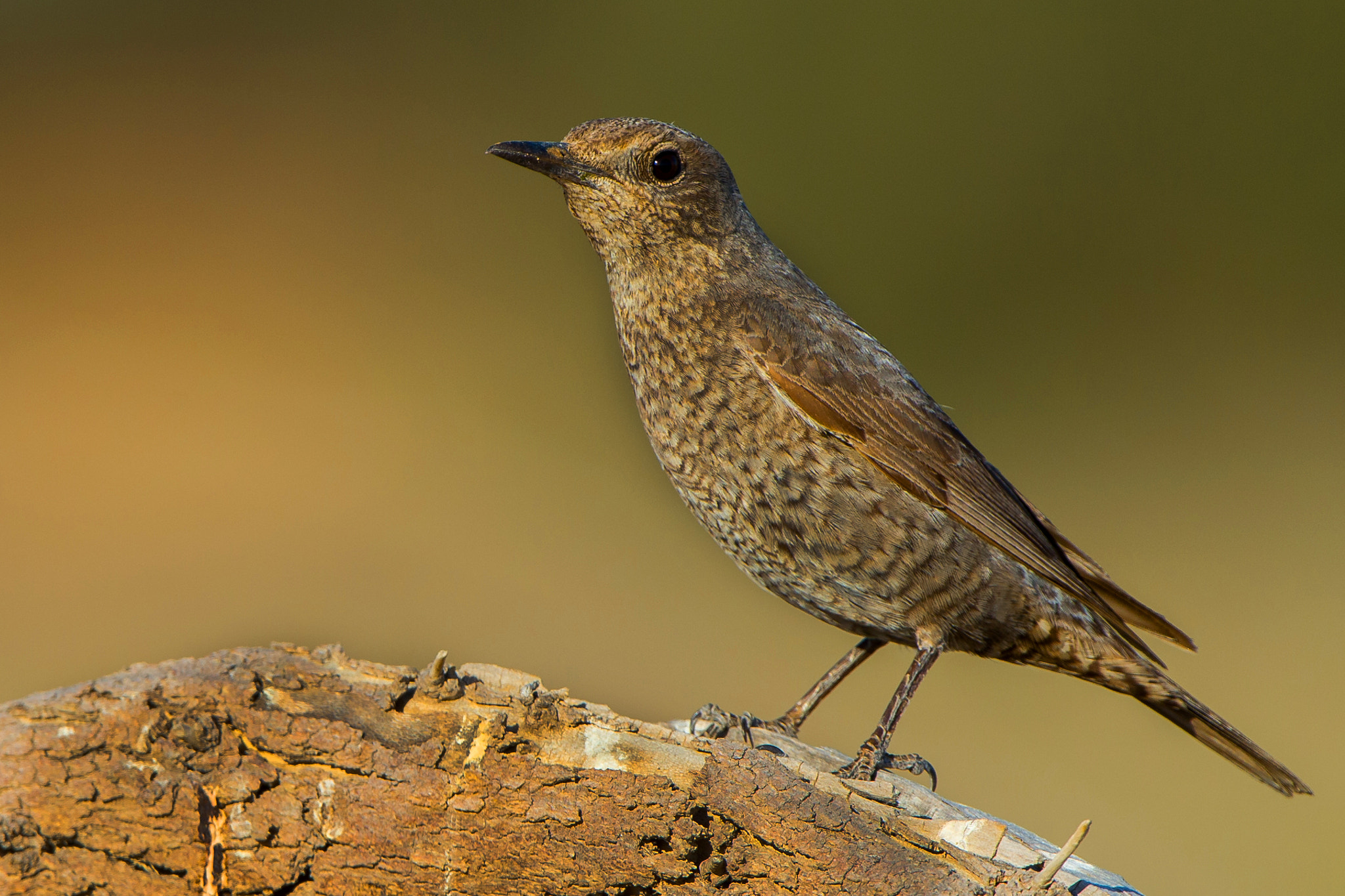 Nikon D4S + Nikon AF-S Nikkor 500mm F4G ED VR sample photo. Common rock thrush. photography