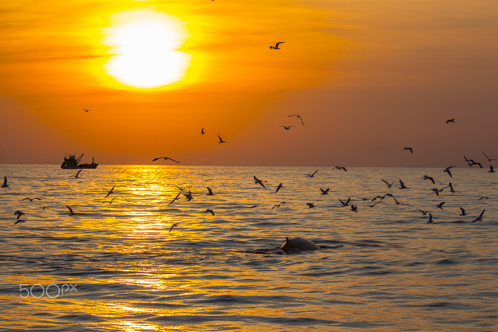 Canon EF 70-200mm F2.8L USM sample photo. Sunset with ship and whale. photography