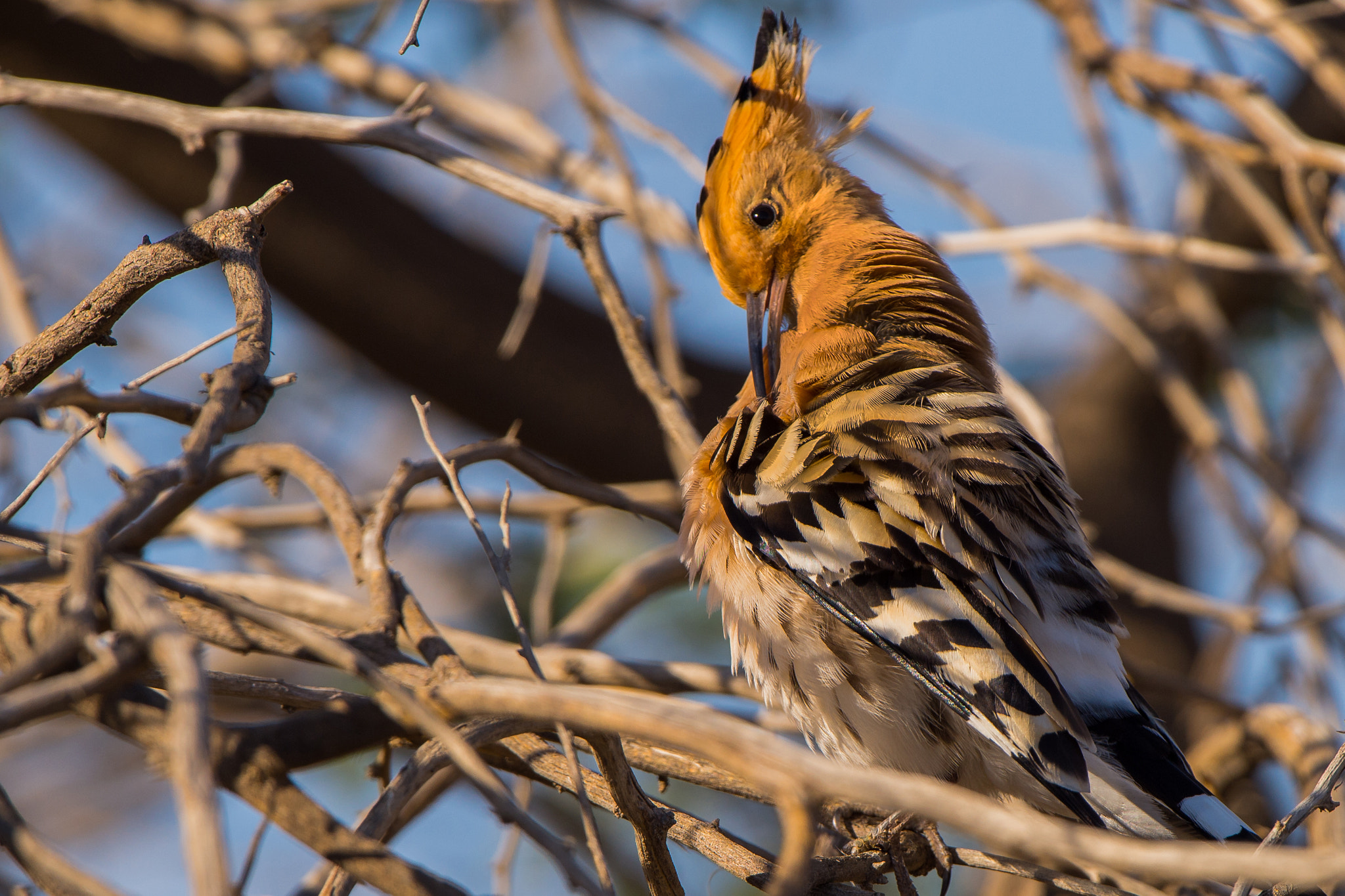 Nikon D4S + Nikon AF-S Nikkor 500mm F4G ED VR sample photo. Eurasian hoopoe. photography