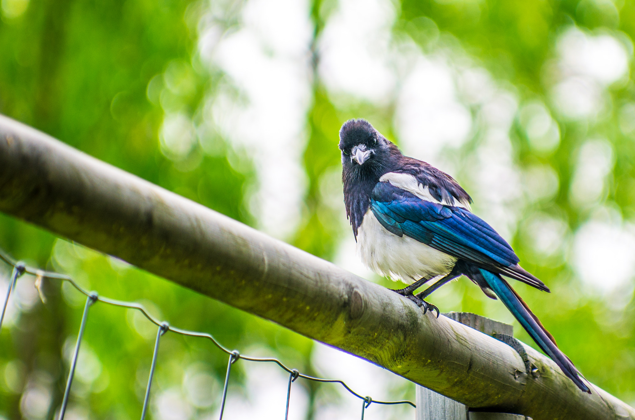 Pentax smc DA* 50-135mm F2.8 ED (IF) SDM sample photo. Magpie that stare at me photography