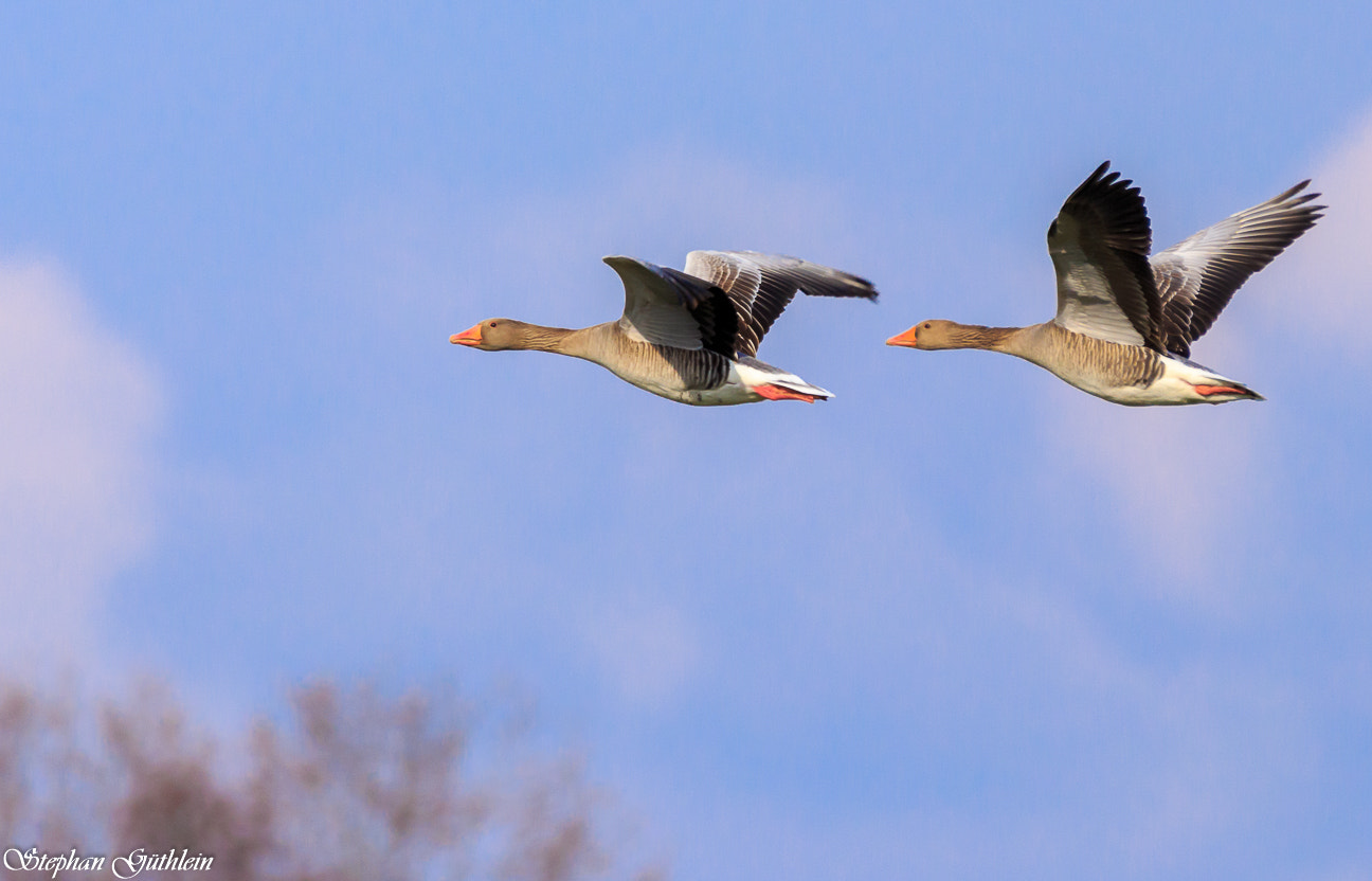 Sigma 150-600mm F5-6.3 DG OS HSM | C sample photo. Freedom photography