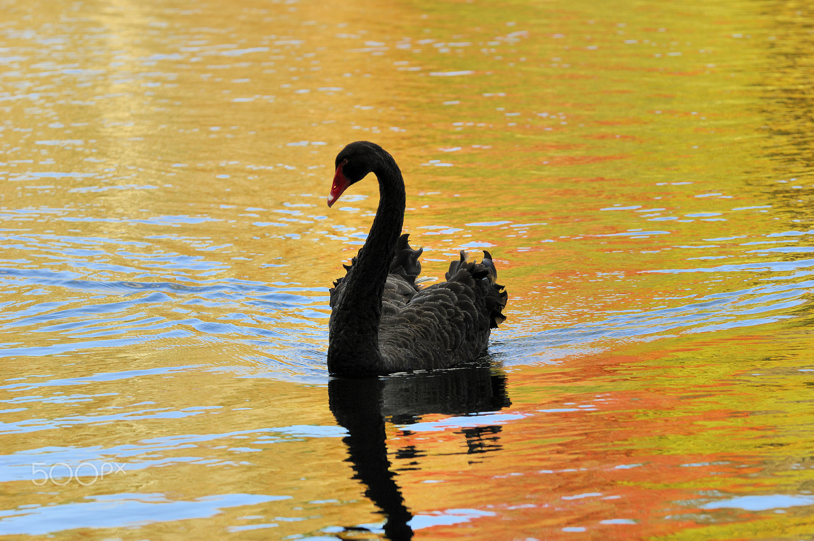 Nikon D2X + Nikon AF-S Nikkor 70-200mm F2.8G ED VR sample photo. Black swan photography