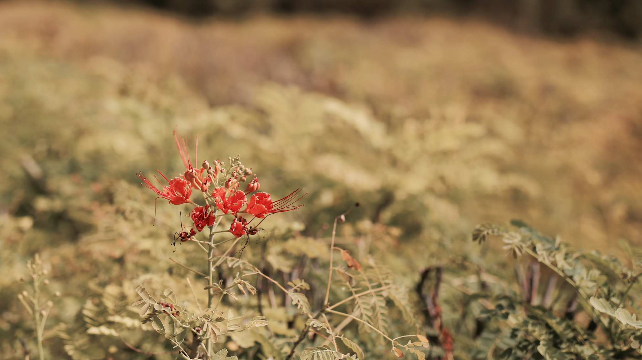 Canon 50mm sample photo