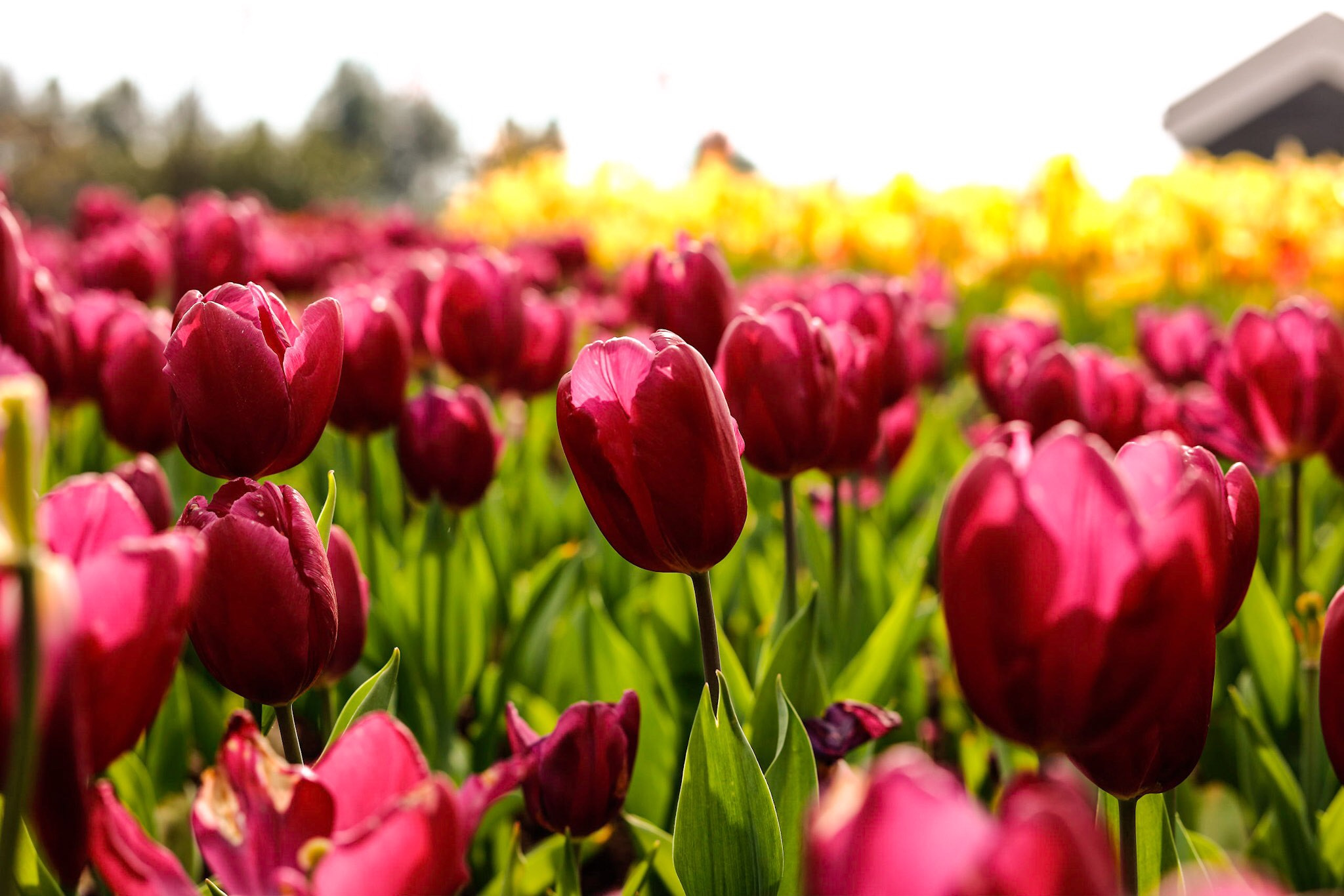 Canon EOS 5DS R + Canon EF 50mm F1.8 STM sample photo. The tulips photography