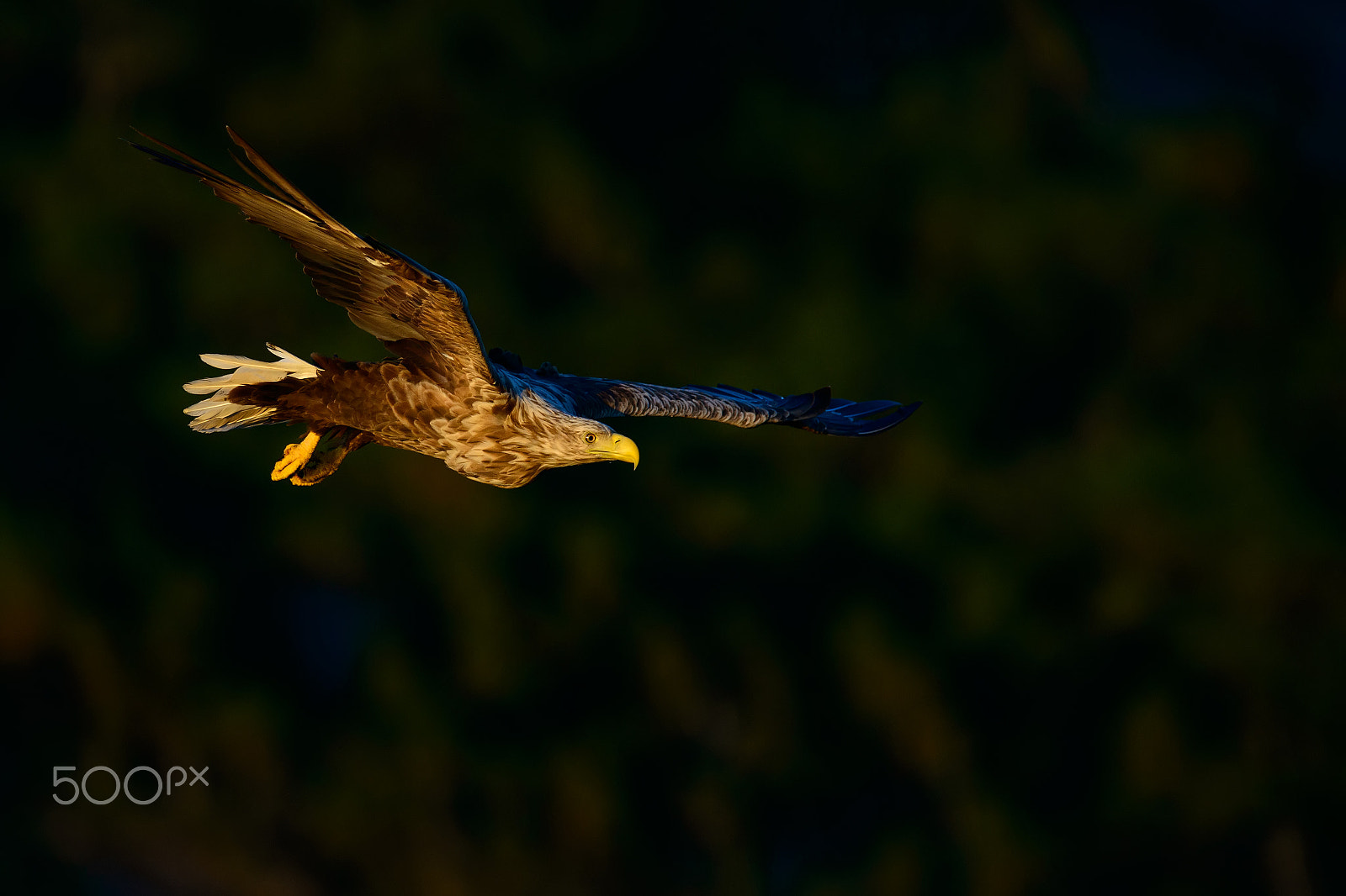 Nikon AF-S Nikkor 300mm F2.8G ED VR II sample photo. Eagle photography