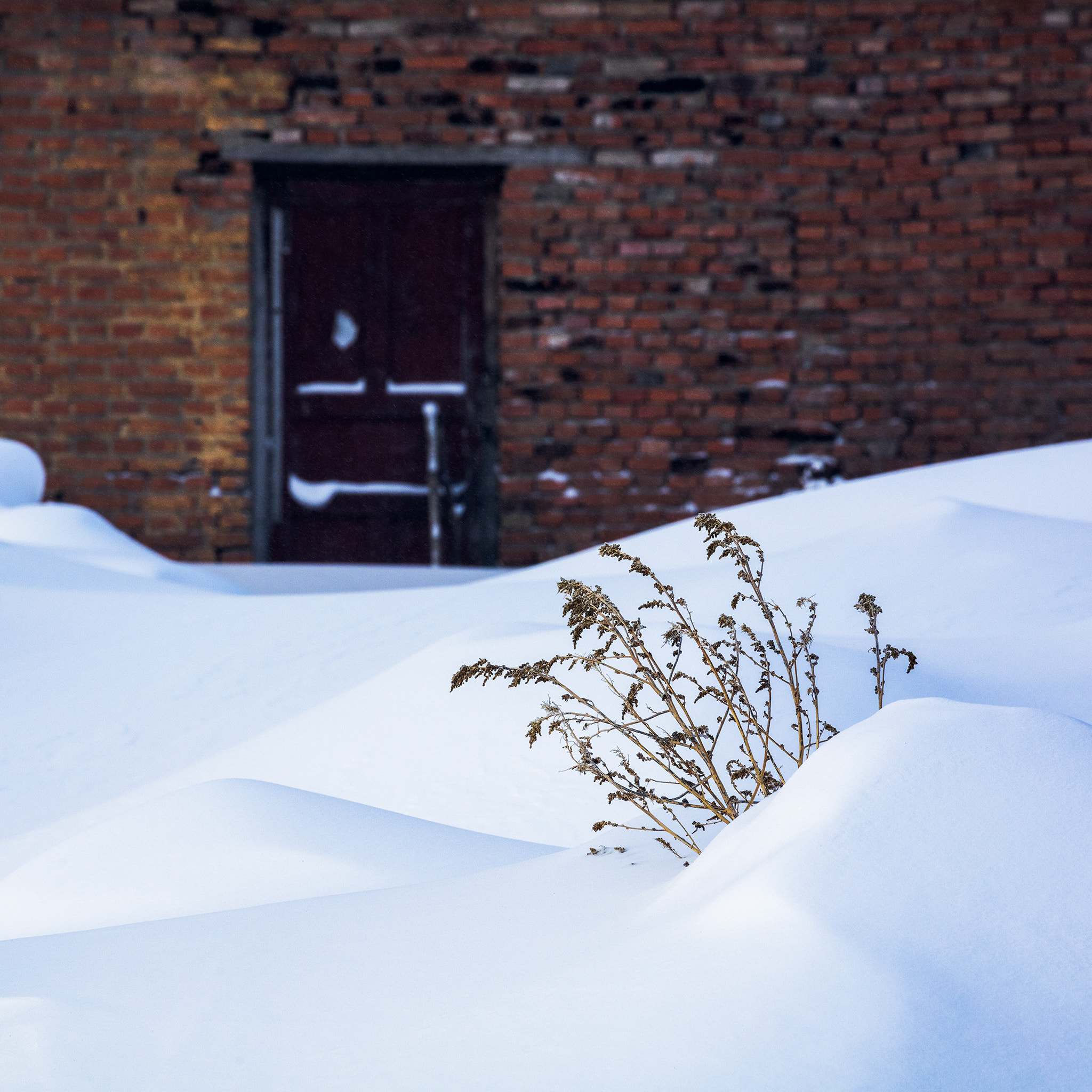 Canon EF 70-300mm F4-5.6L IS USM sample photo. Snow &amp; grass photography