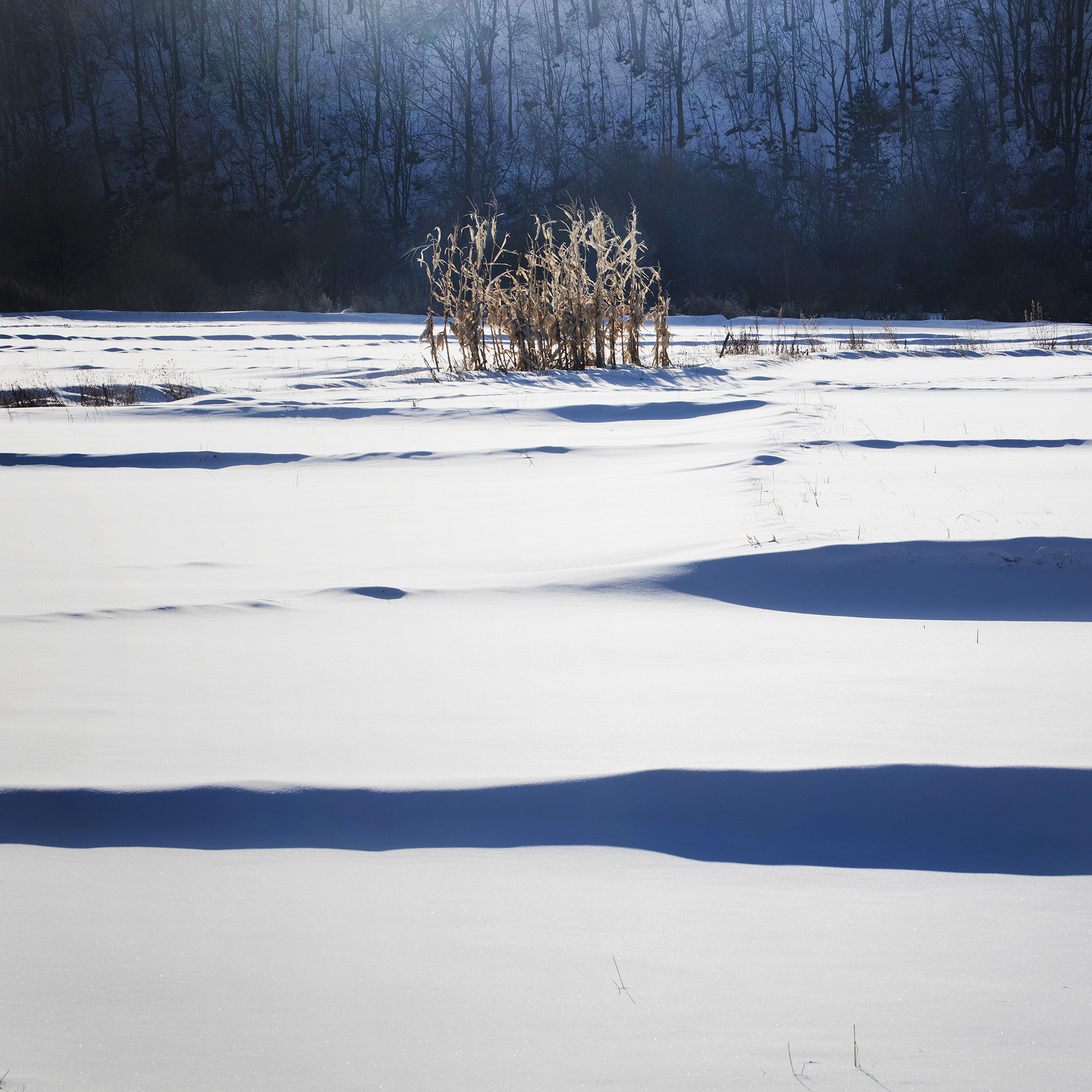 Canon EF 70-300mm F4-5.6L IS USM sample photo. Nature grass photography