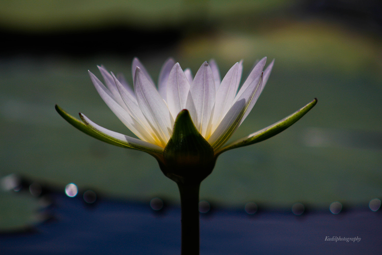 Canon EF 75-300mm f/4-5.6 USM sample photo. De light photography