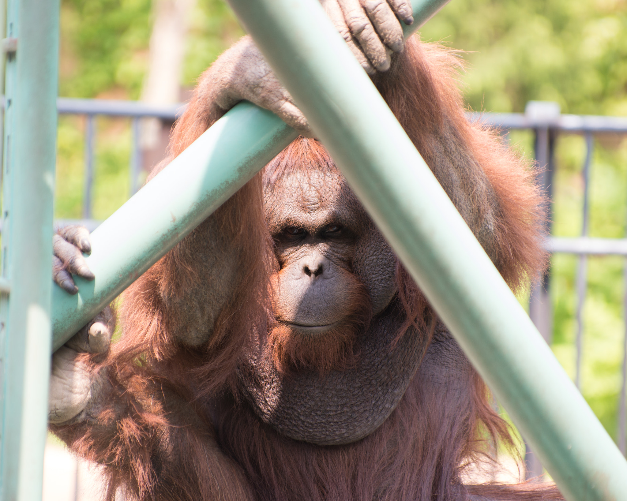 Pentax smc DA* 50-135mm F2.8 ED (IF) SDM sample photo. Orangutan that stare at me photography