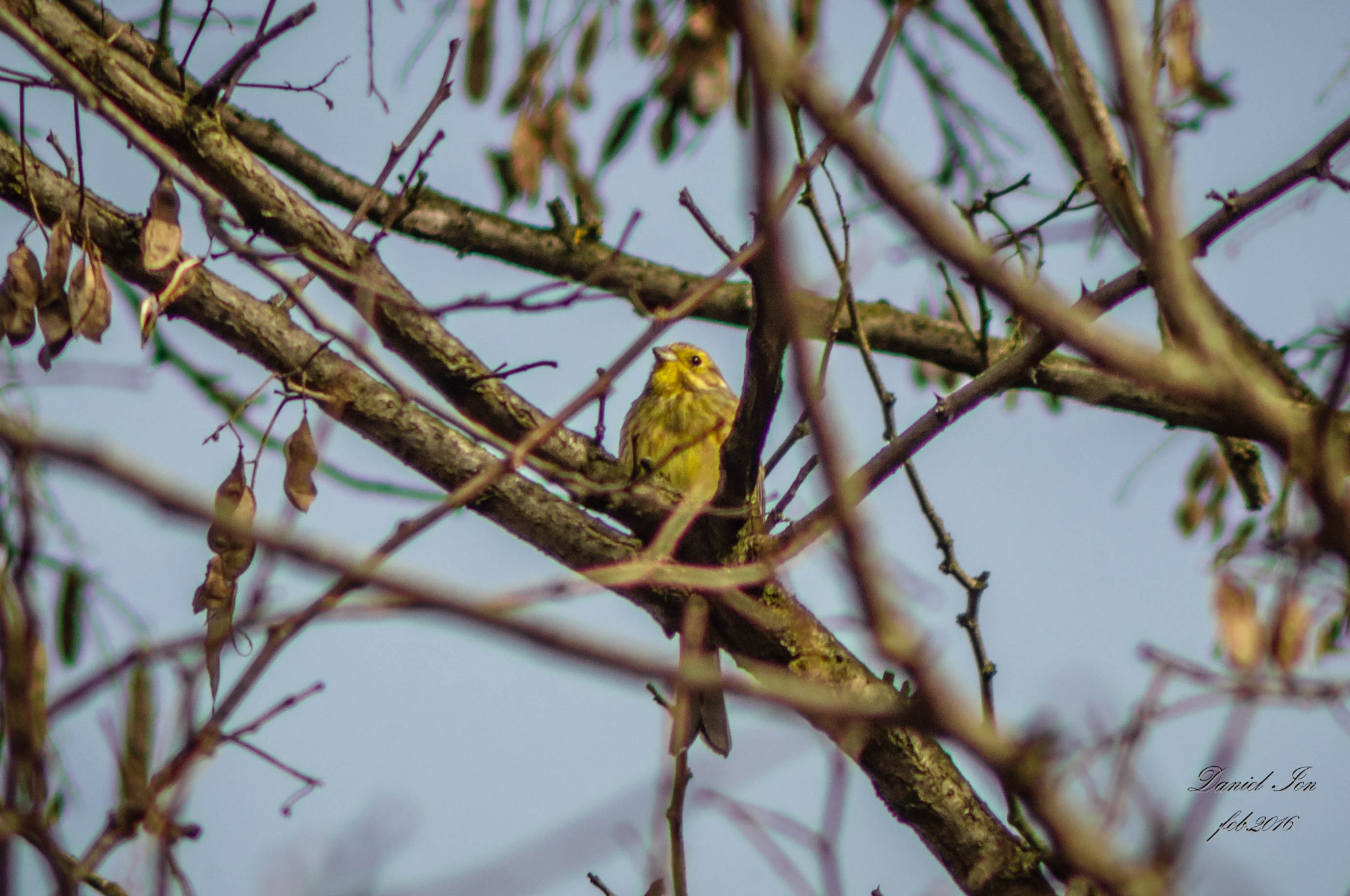 Pentax K-x sample photo. Emberiza citrinella photography