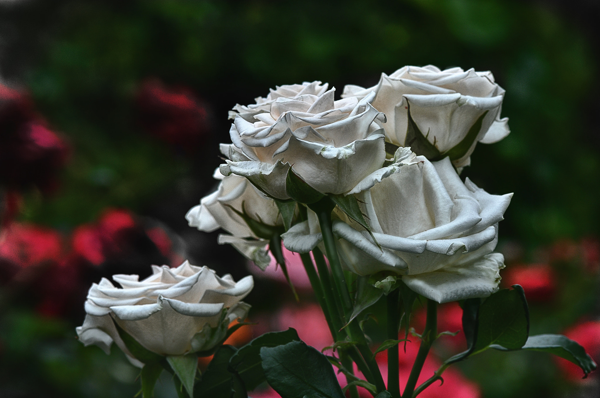 Nikon D300 + AF Micro-Nikkor 105mm f/2.8 sample photo. Белые розы photography