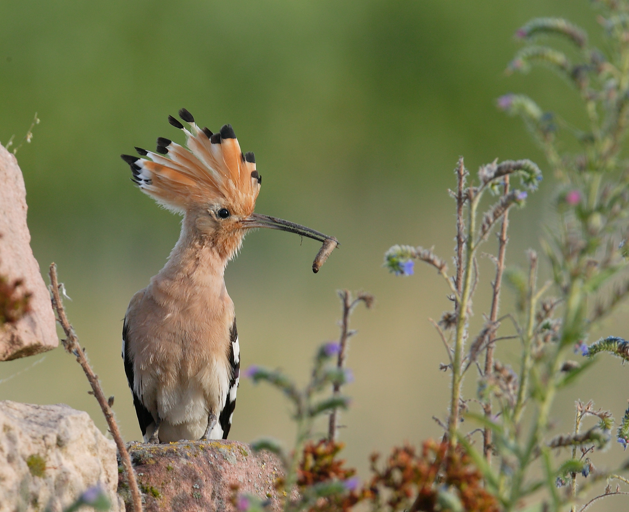 Canon EOS-1Ds + Canon EF 300mm F2.8L IS USM sample photo. Hoppe ,hoppe photography