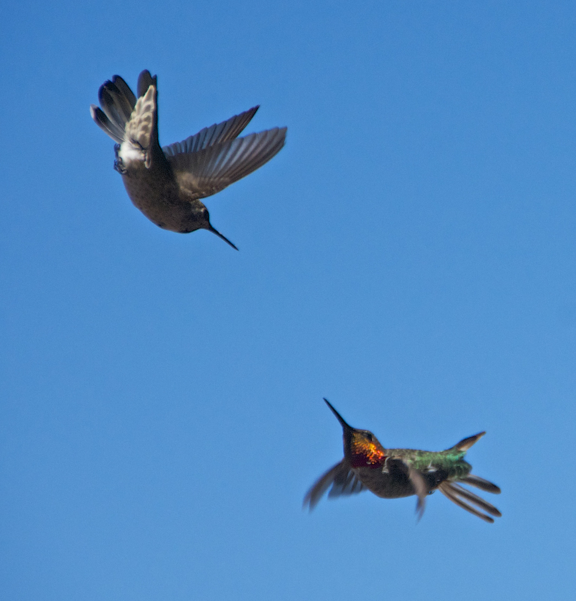 Sigma 18-250mm F3.5-6.3 DC OS HSM sample photo. Hummers.jpg photography