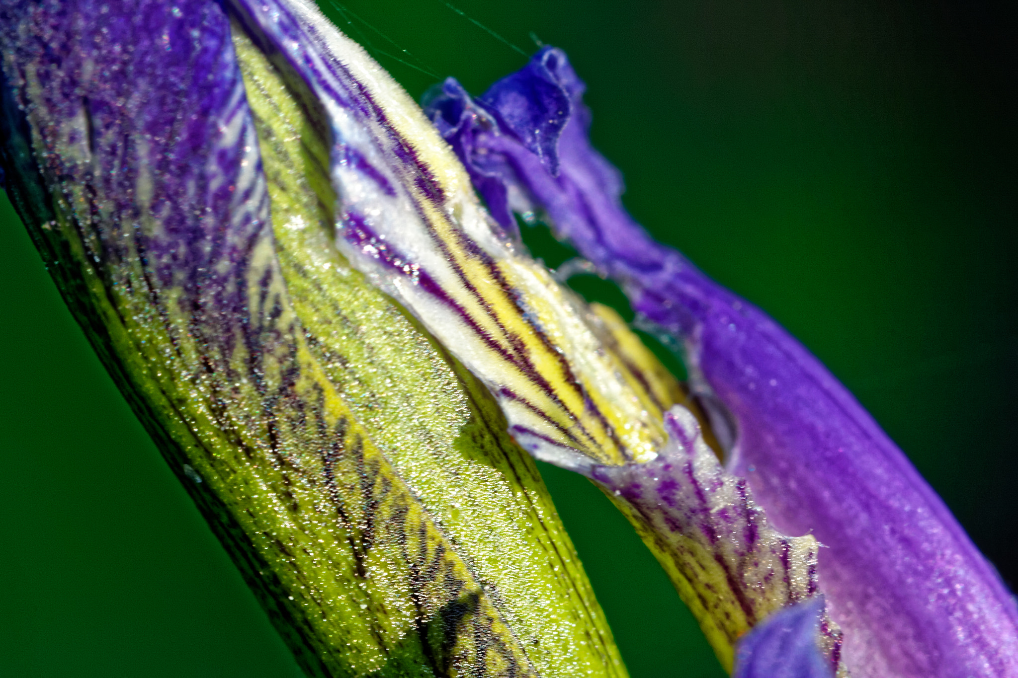 Canon EF-S 60mm F2.8 Macro USM sample photo. Beautiful flower photography