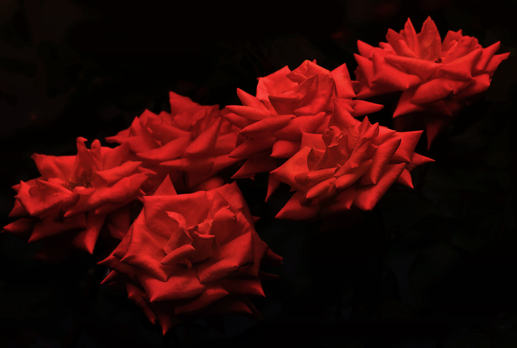 AF Micro-Nikkor 105mm f/2.8 sample photo. ...в тёплые края... photography