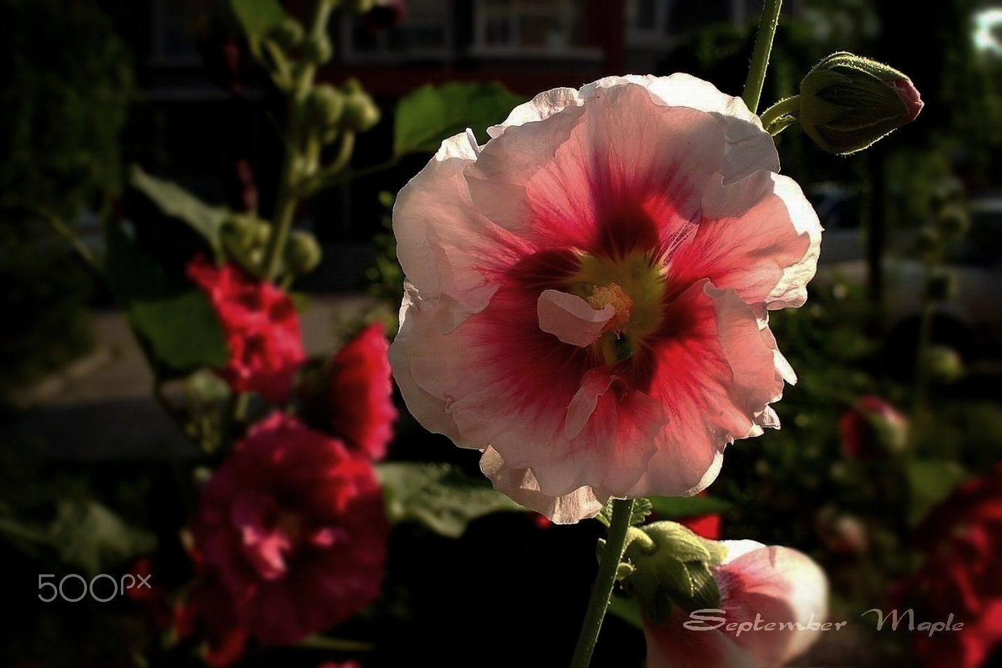Sony NEX-5C sample photo. 第一缕阳光 photography