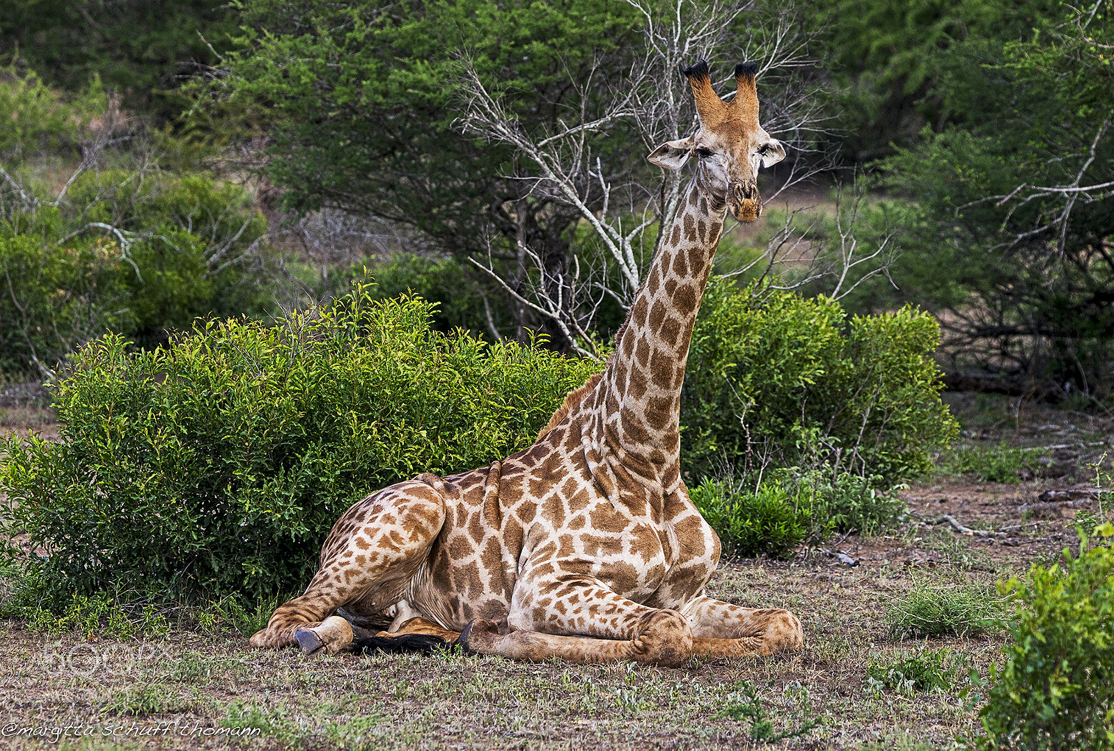 Tamron SP 150-600mm F5-6.3 Di VC USD sample photo. I am still a baby and so tired... photography