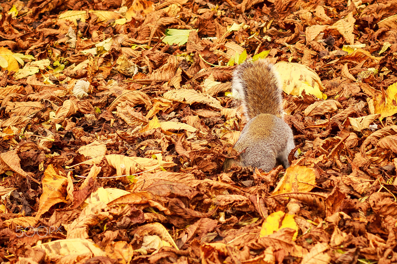 Canon EOS M + Canon EF 50mm F1.4 USM sample photo. Foraging photography