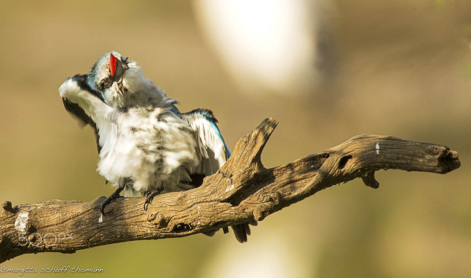 Tamron SP 150-600mm F5-6.3 Di VC USD sample photo. Do you like my eyelashes??.. photography