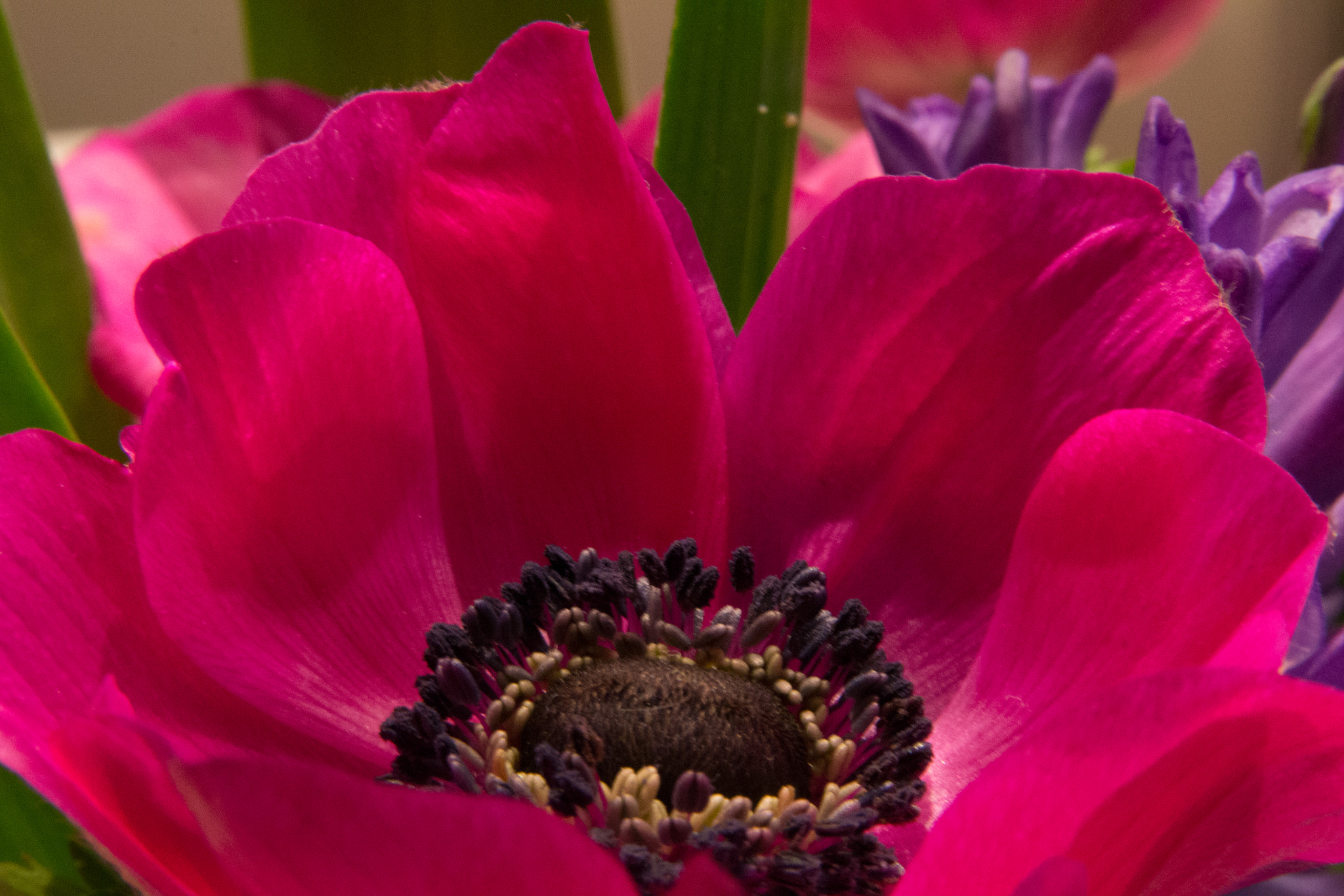 Sigma 17-70mm F2.8-4 DC Macro OS HSM sample photo. Red velvet photography