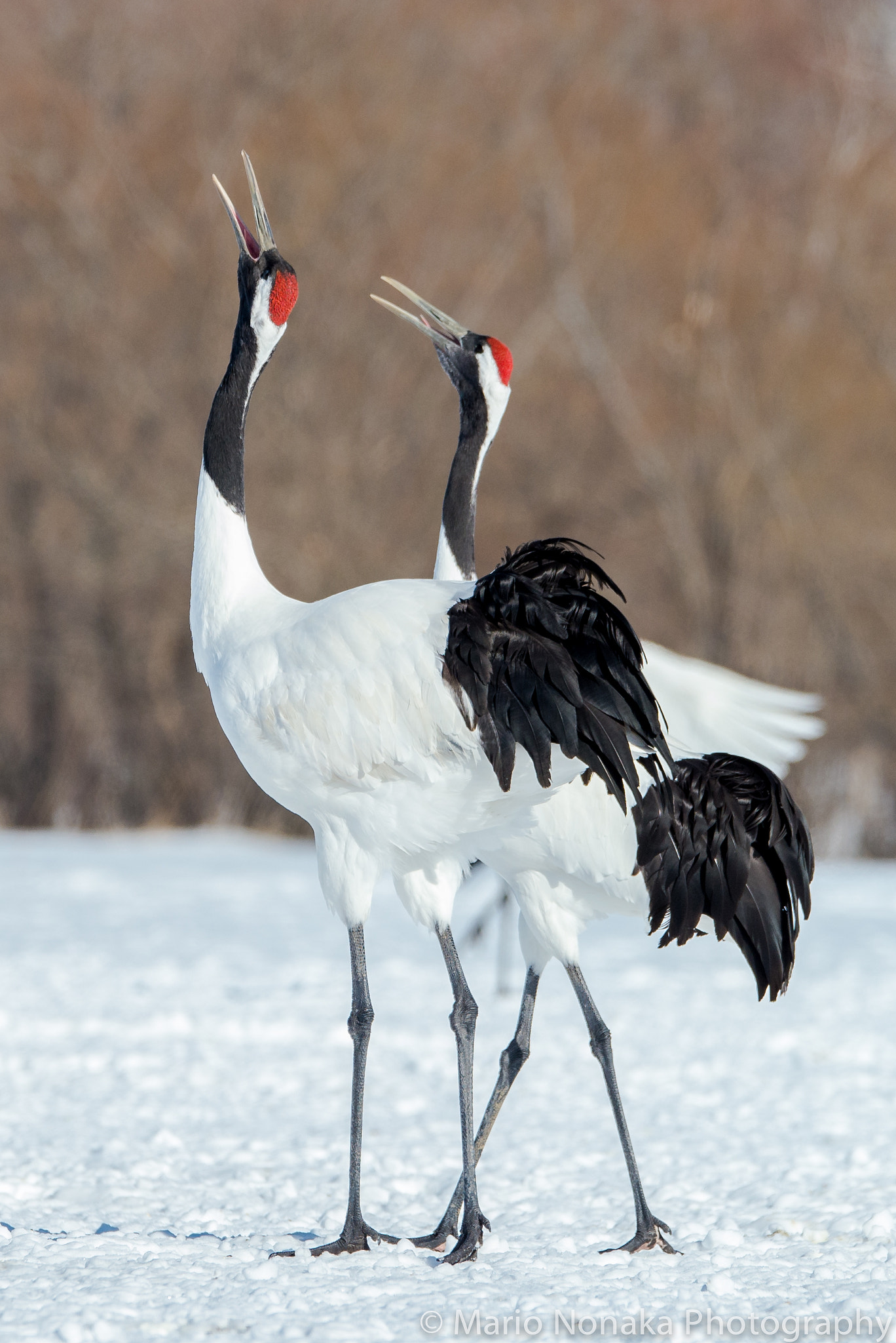 Sigma 150-600mm F5-6.3 DG OS HSM | S sample photo. Japanese cranes photography