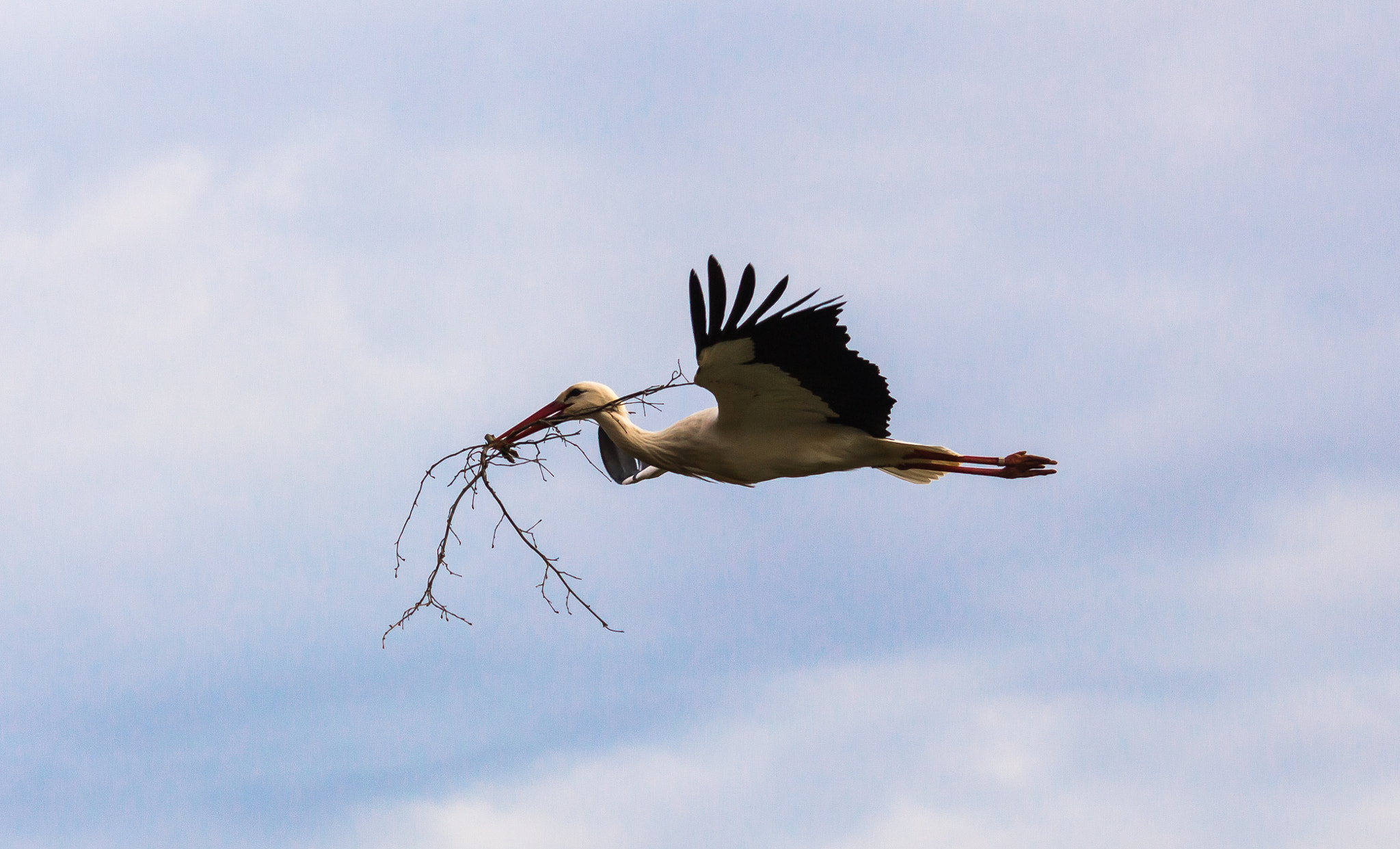 Sigma 150-500mm F5-6.3 DG OS HSM sample photo. Stork flying photography
