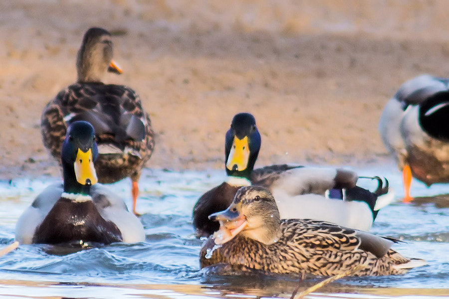 Canon EF 300mm F4L IS USM sample photo. Stockenten photography