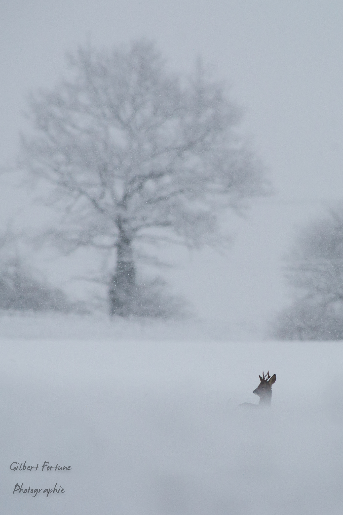 Nikon AF-S Nikkor 300mm F2.8G ED VR II sample photo. Ambiance neigeuse photography