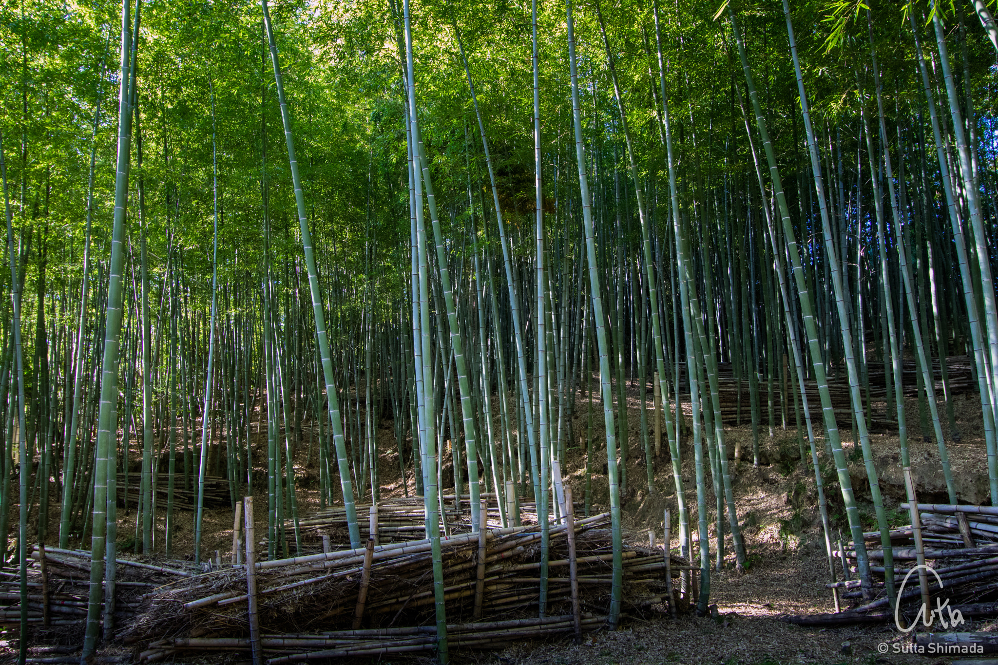Canon EOS M3 + Canon EF-S 10-22mm F3.5-4.5 USM sample photo. Green bamboo photography