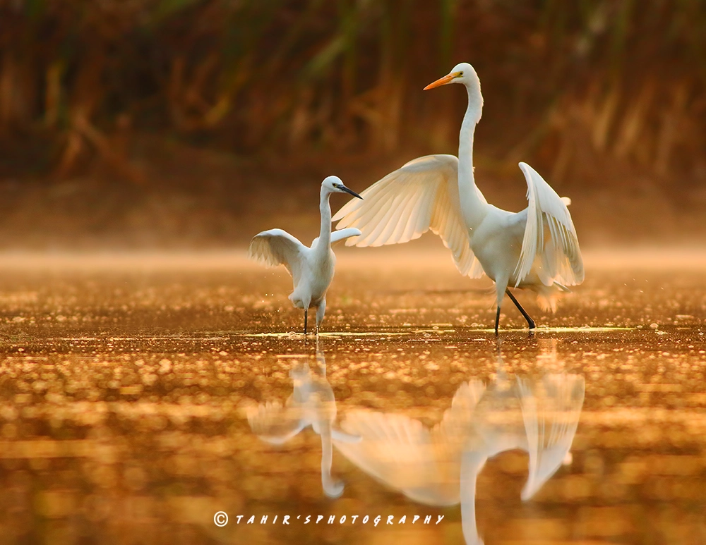 The dance lesson by Nature images / 500px