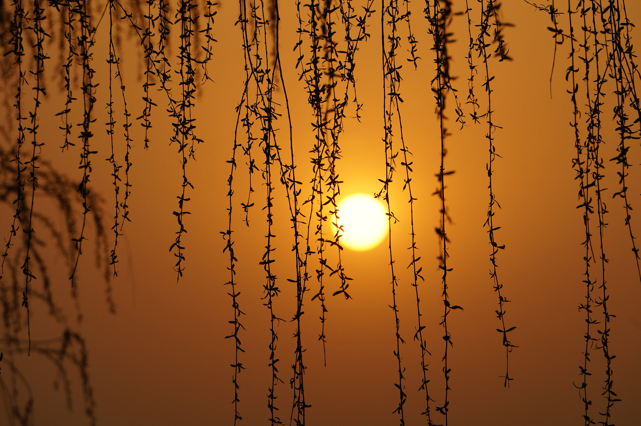 Sony Alpha NEX-3N sample photo. 垂柳依依 photography