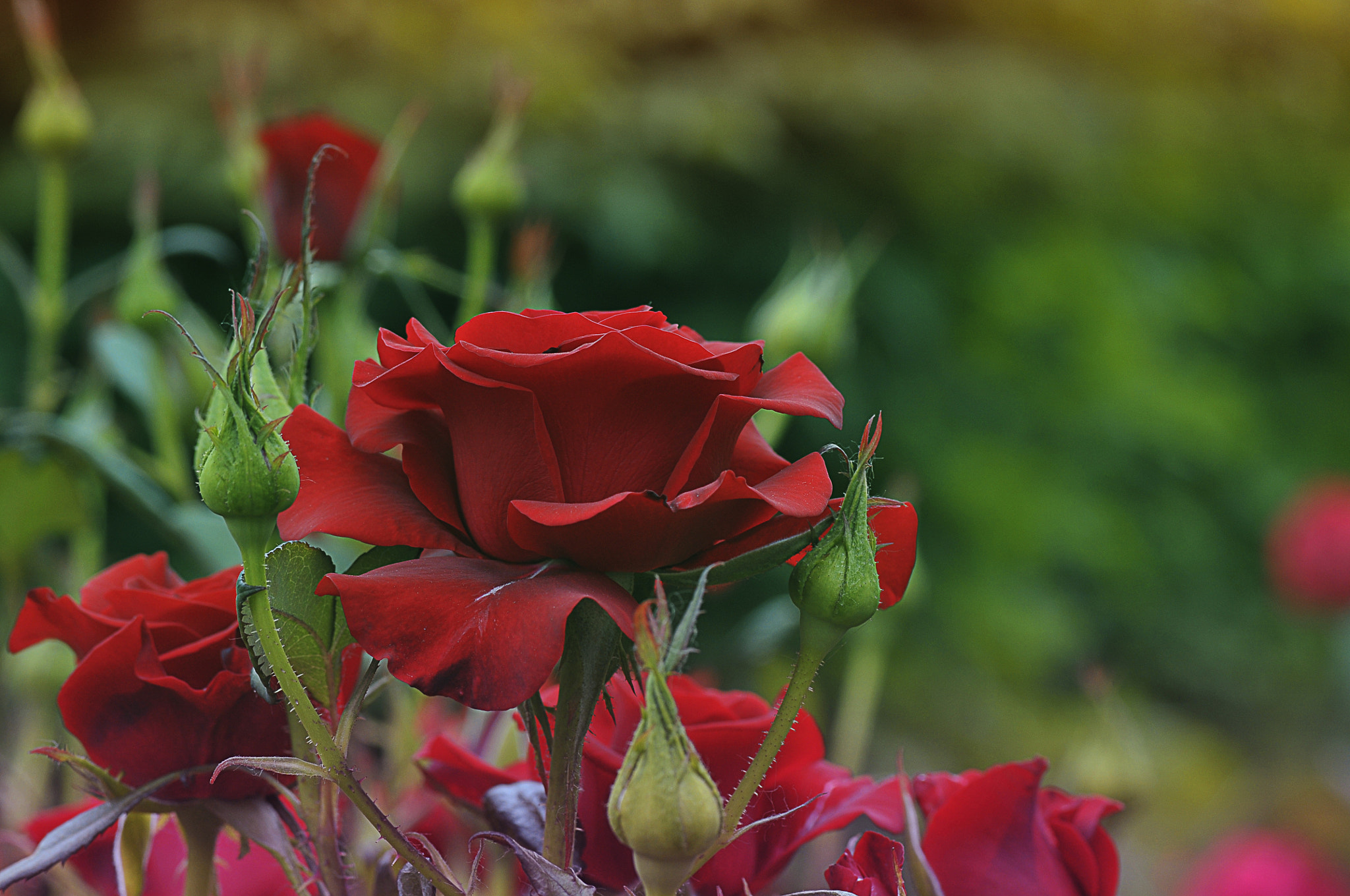 Nikon D300 + AF Micro-Nikkor 105mm f/2.8 sample photo. Роза photography