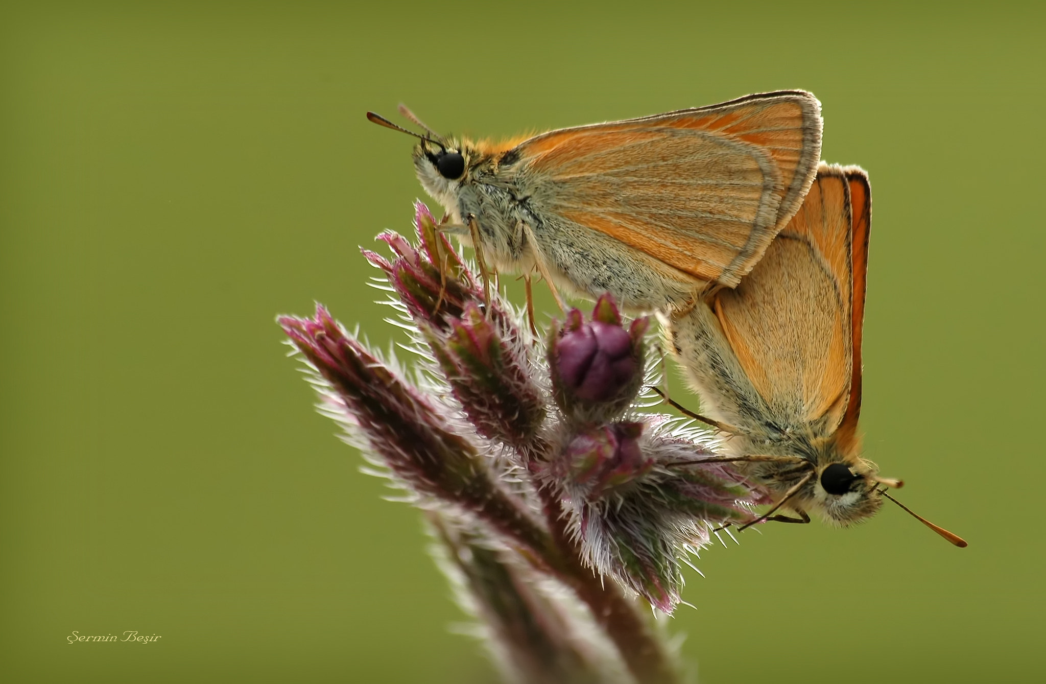 Nikon D70 sample photo. Sarı antenli zıpzıp - thymelicus sylvestris photography