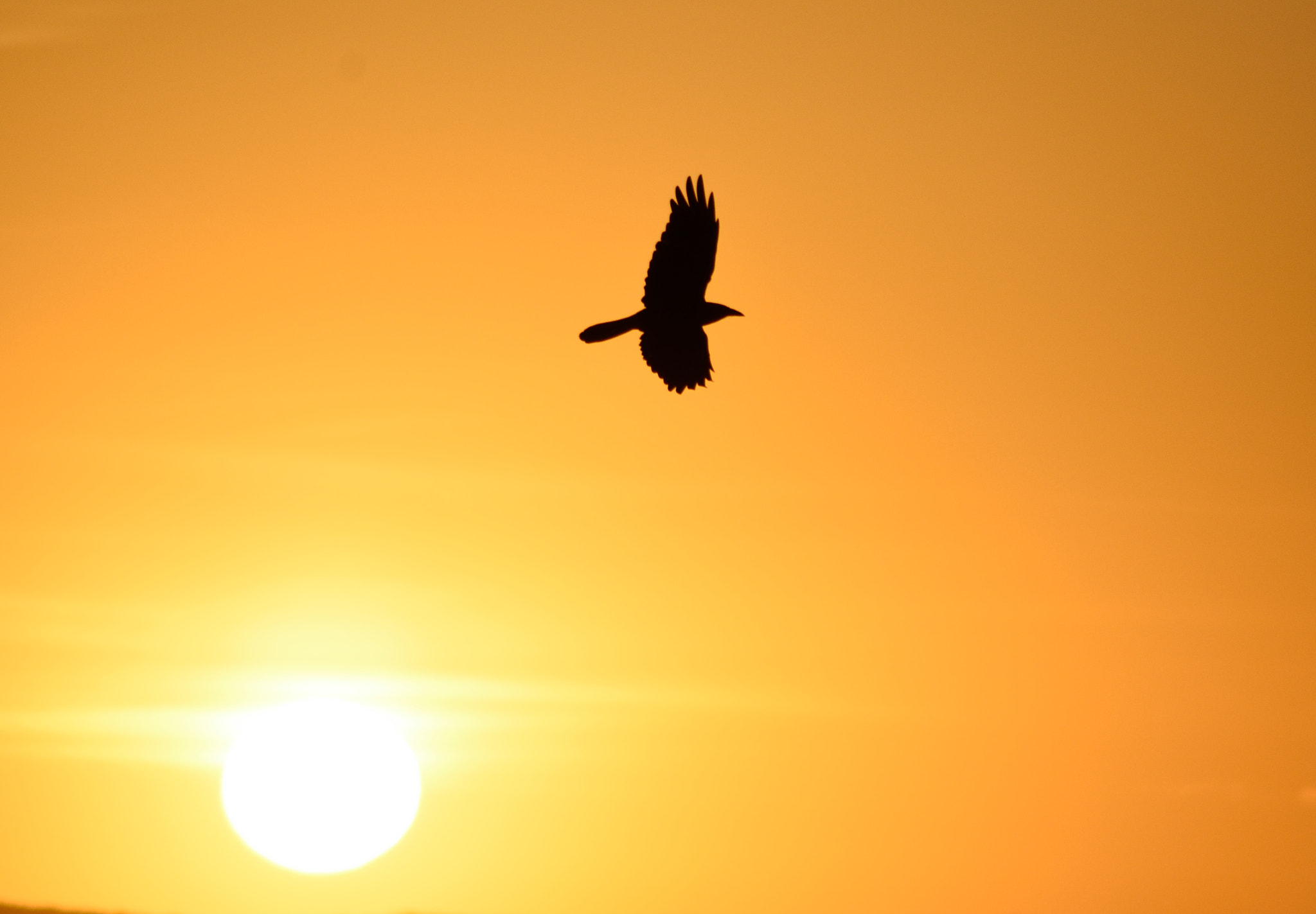 Nikon AF Nikkor 70-300mm F4-5.6G sample photo. Sun of a crow photography