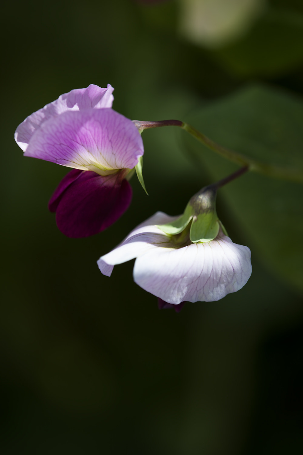 Tamron SP AF 180mm F3.5 Di LD (IF) Macro sample photo. Flirtation photography