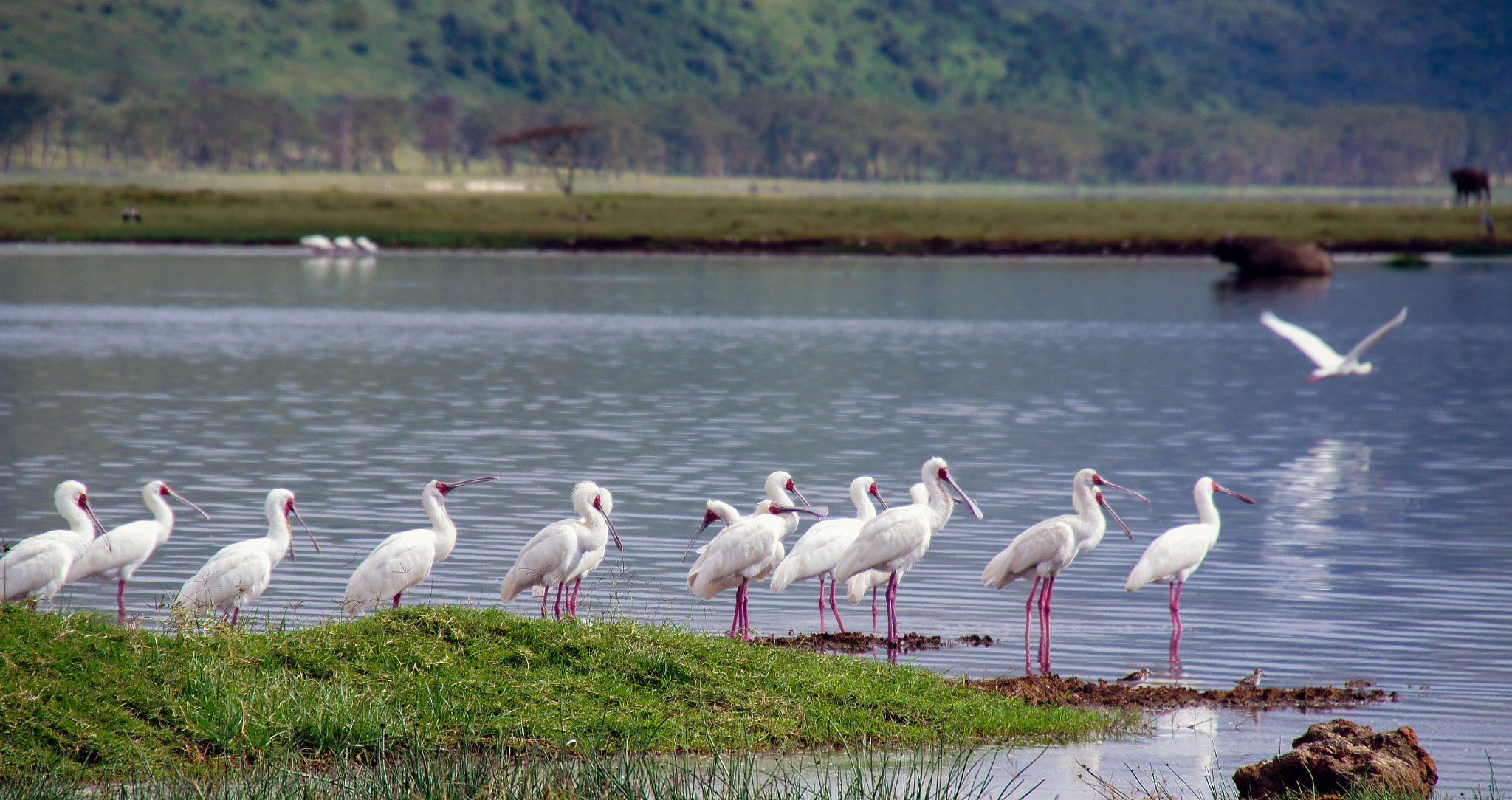 Sony Alpha NEX-C3 sample photo. Nakuru, kenya (ii) photography