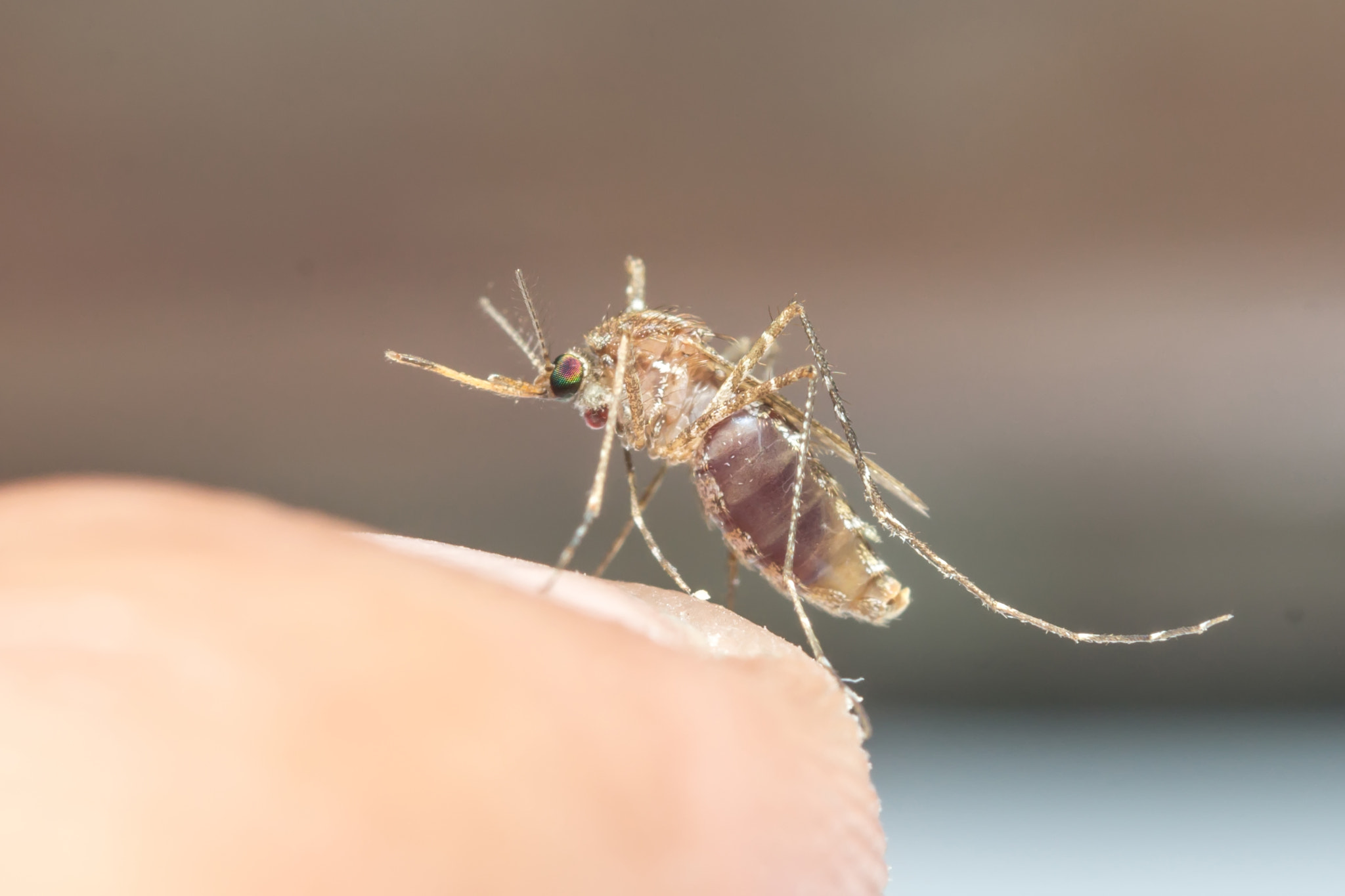 Nikon AF-S Micro-Nikkor 60mm F2.8G ED sample photo. Mosquito photography