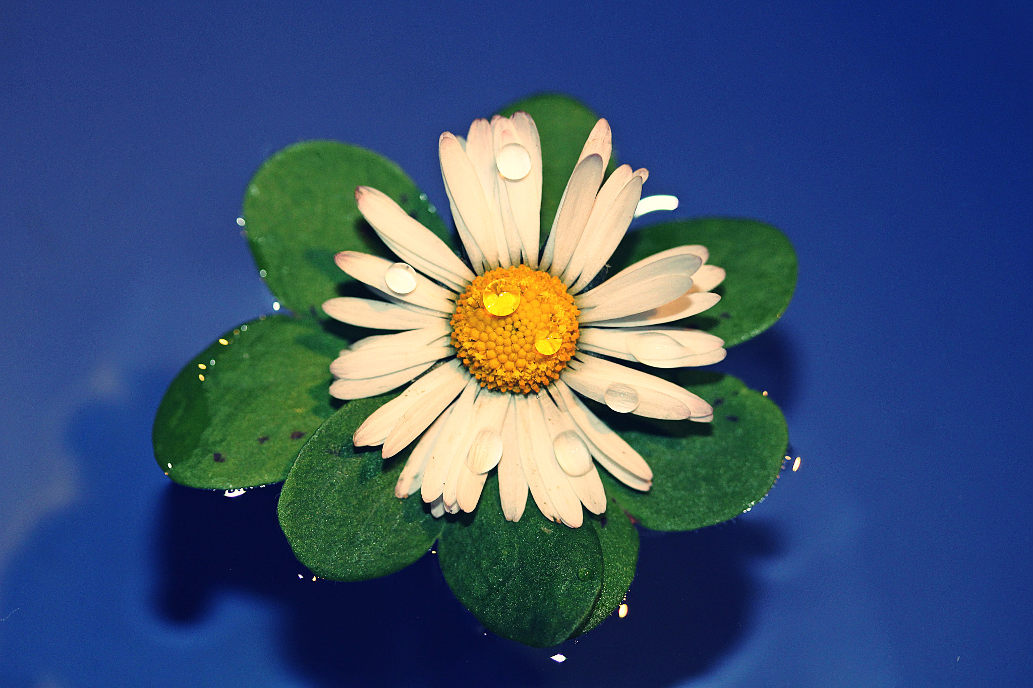 Canon EF-S 60mm F2.8 Macro USM sample photo. Lucky flower photography
