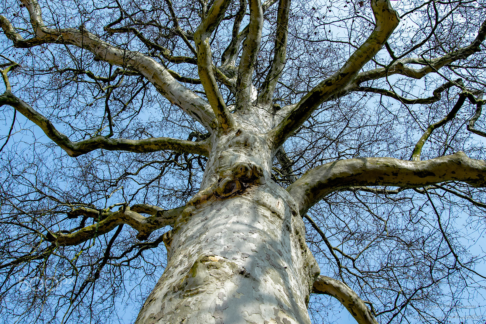 Sigma 24-105mm f/4 DG OS HSM | A sample photo. Plane tree photography
