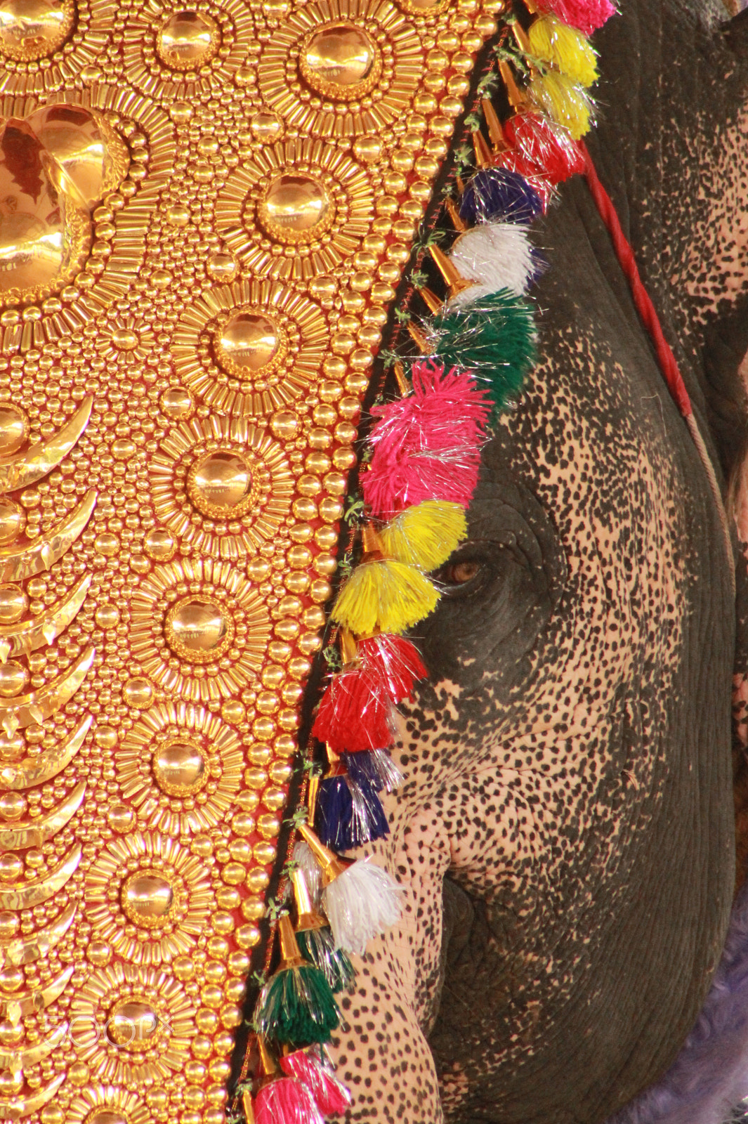 Canon EF 75-300mm f/4-5.6 USM sample photo. The elephant photography
