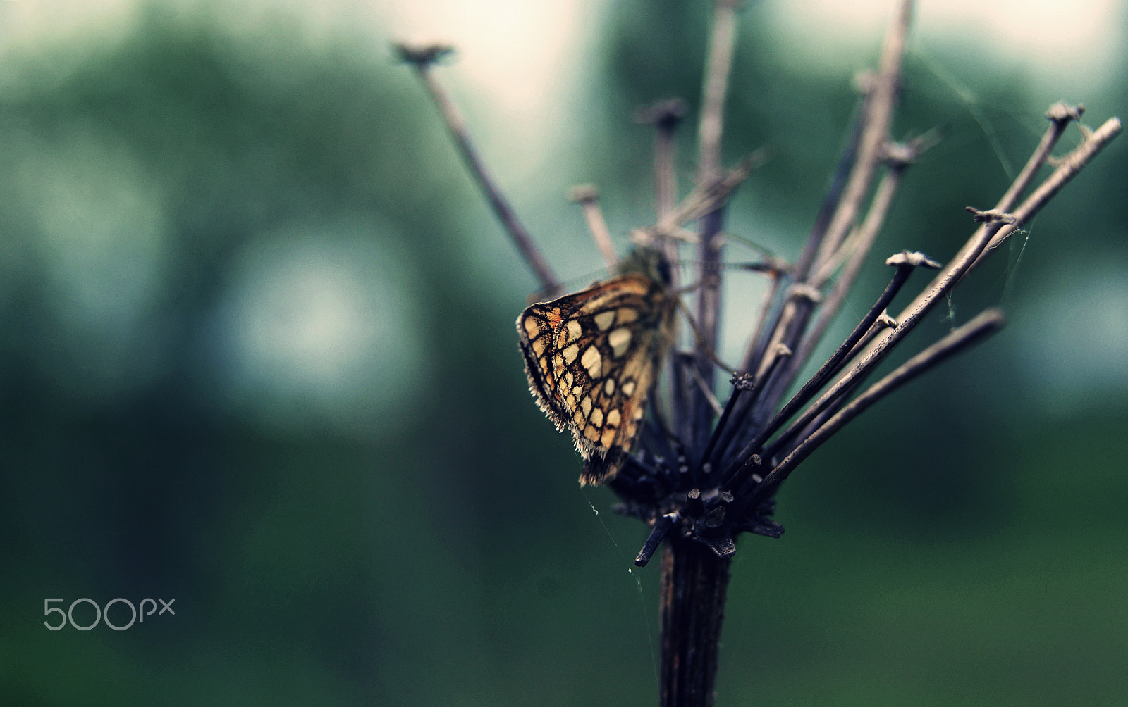 Sony Alpha DSLR-A230 sample photo. Quiet butterfly photography