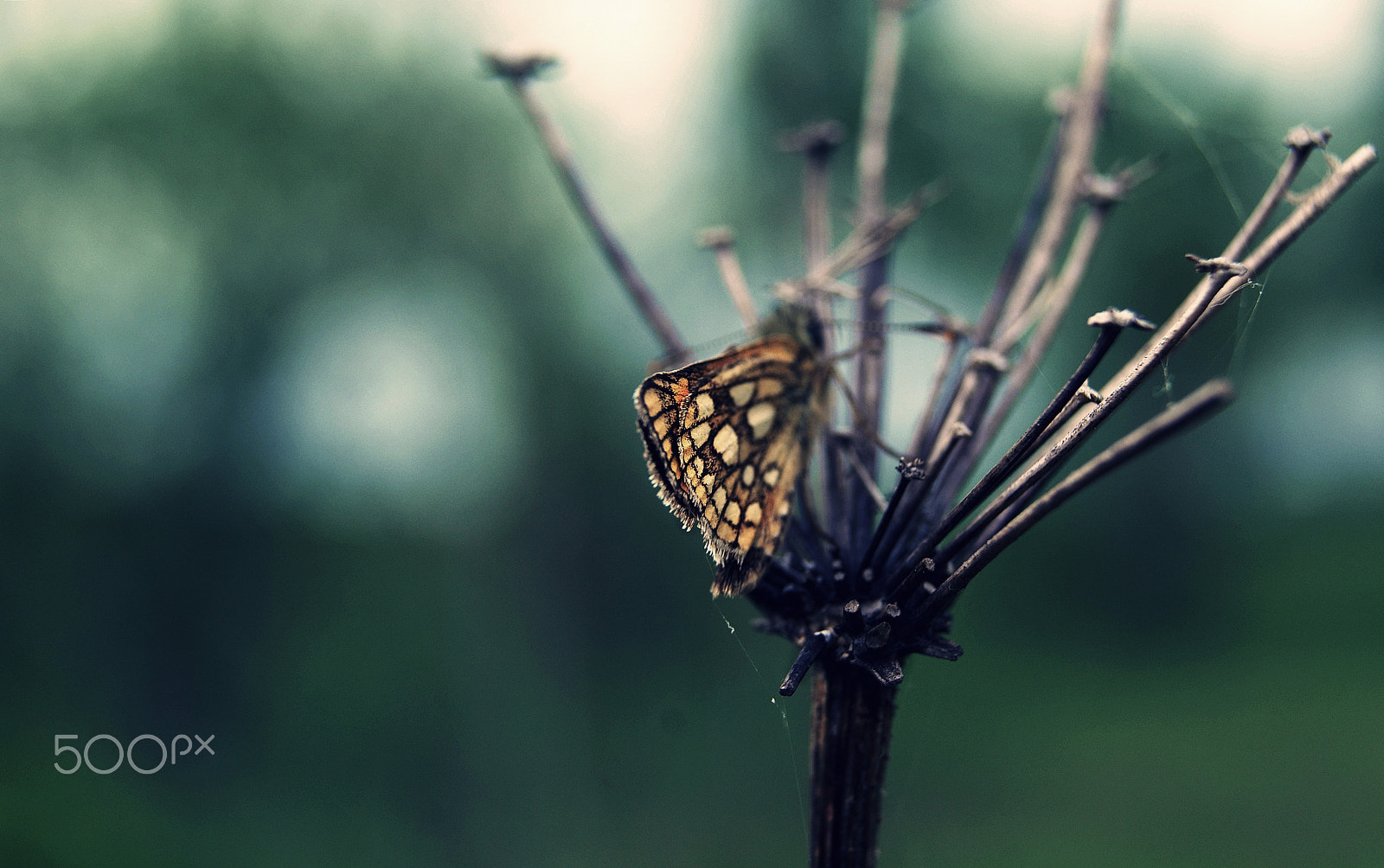 Sony DT 18-55mm F3.5-5.6 SAM sample photo. Quiet butterfly photography