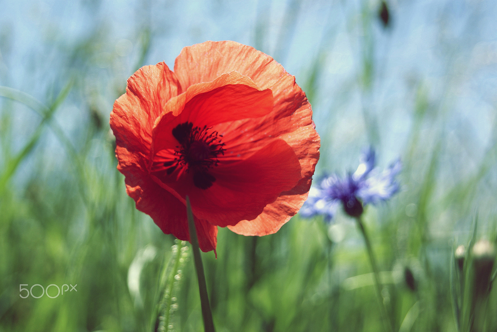 Sony Alpha DSLR-A230 sample photo. Poppy flower in the summer photography