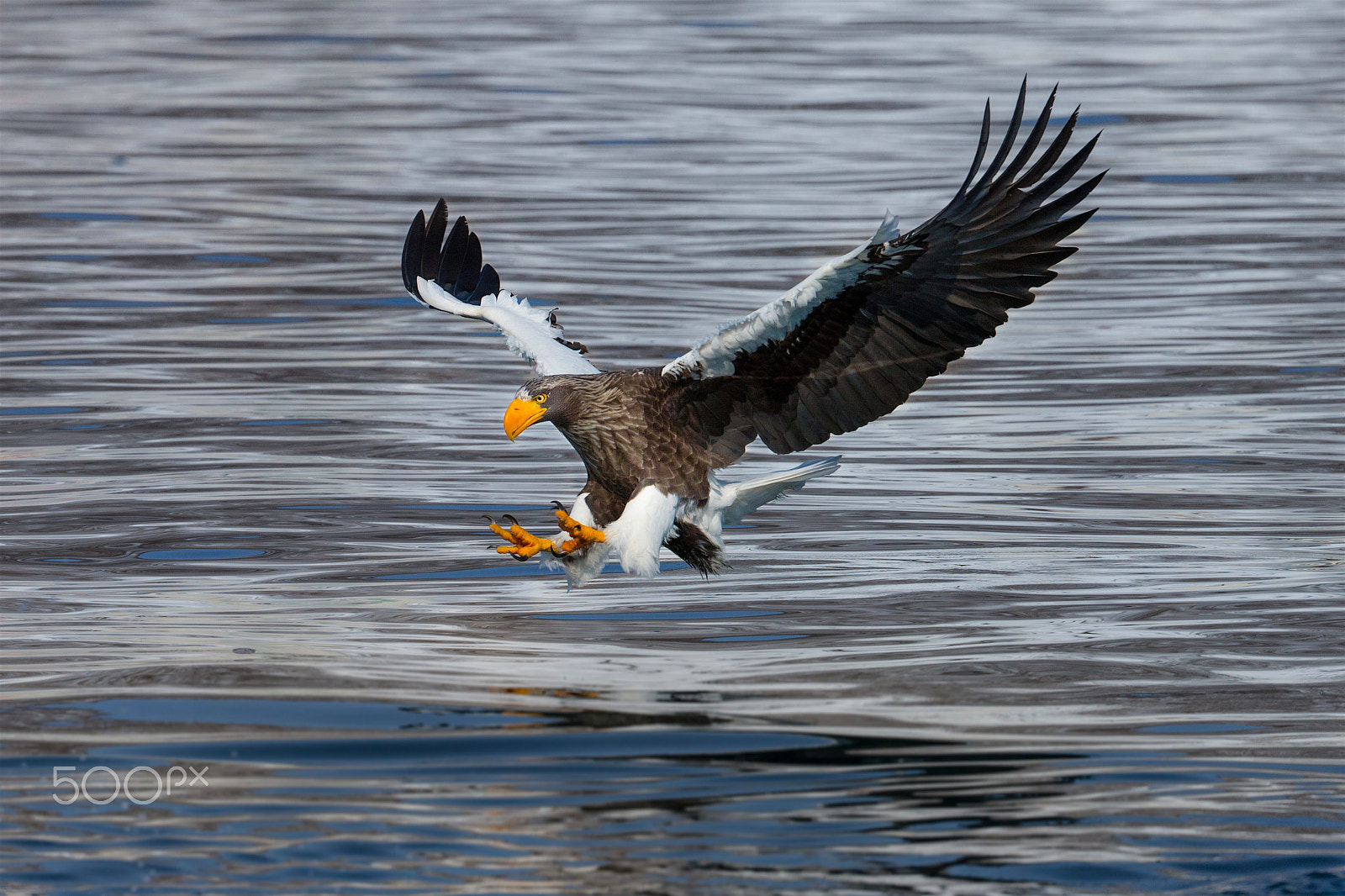 Canon EF 200-400mm F4L IS USM Extender 1.4x sample photo