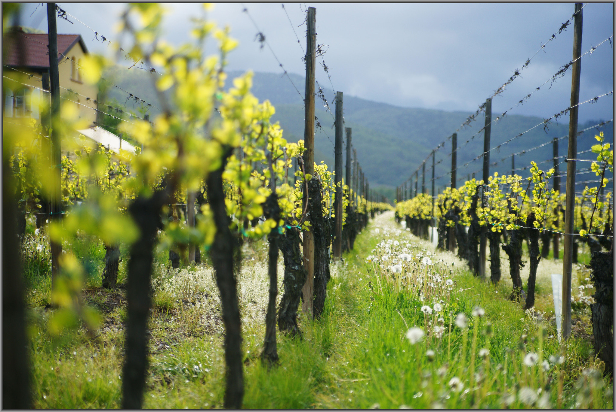 Sony Alpha DSLR-A850 + Sony 28-75mm F2.8 SAM sample photo. Les vignobles d'alsace photography