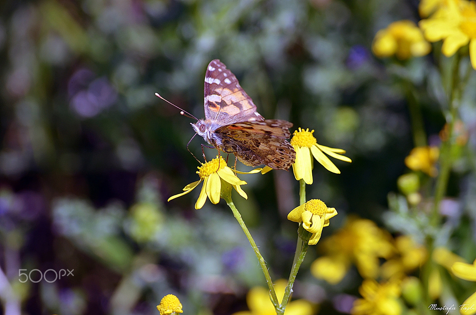 Zoom-Nikkor 1200-1700mm f/5.6-8 P ED IF sample photo. Butterfly photography